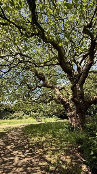Preview of Wavertree Botanic Gardens Walk