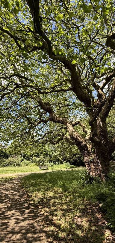 Preview of Wavertree Botanic Gardens Walk