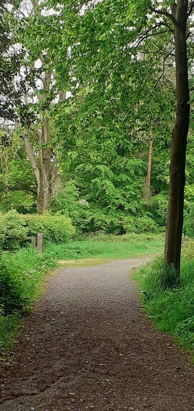 Preview of Beacon Hill Treefest Walk