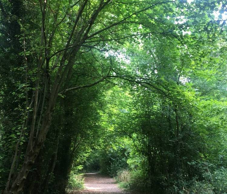 Preview of Selsdon wood nature reserve