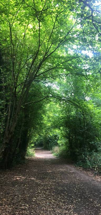 Preview of Selsdon wood nature reserve