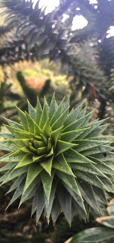 Preview of The lost garden of Heligan