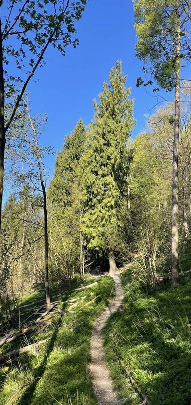 Preview of Words in the woods