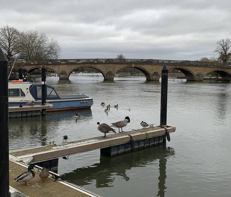 Preview of CSSC Henley Loop