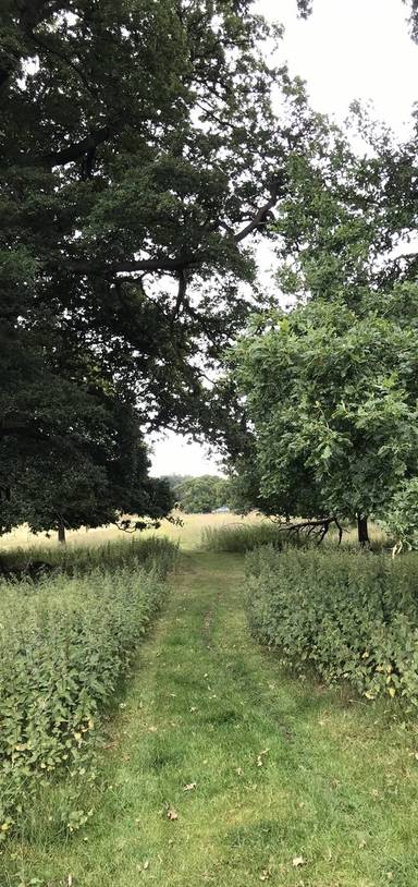 Preview of Calke Treefest Walk