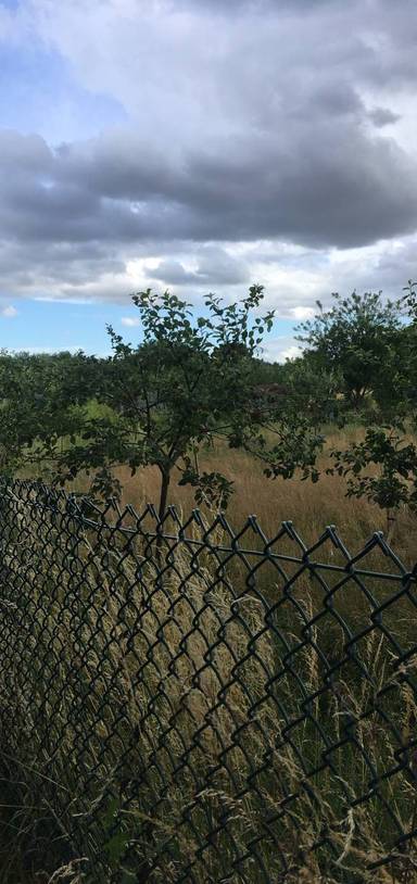 Preview of DarwinWelfare: Evening stroll