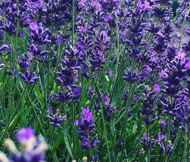 Preview of Lavender, tours & massages 💆🏻