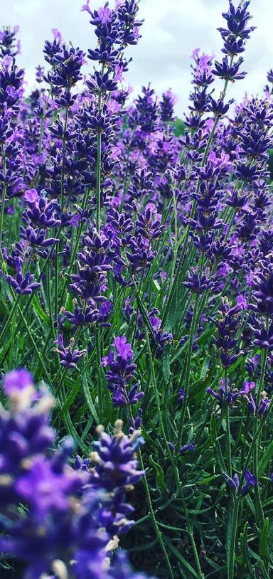 Preview of Lavender, tours & massages 💆🏻