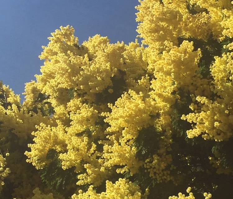 Preview of Spring walk in Richmond Park