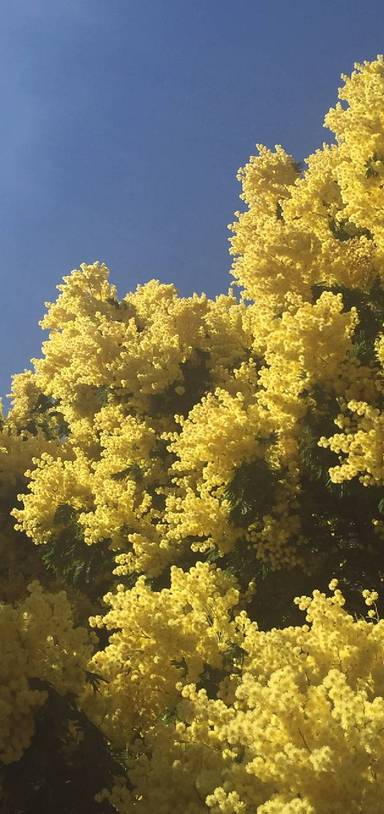 Preview of Spring walk in Richmond Park