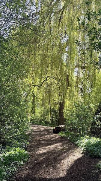 Preview of The Foss Fairy Trail Loop ✨