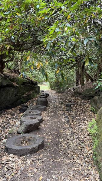 Preview of Woodland Walk in Childwall Woods