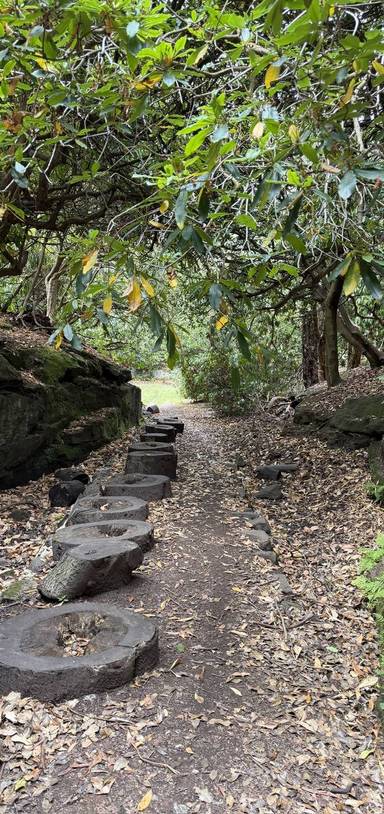 Preview of Woodland Walk in Childwall Woods