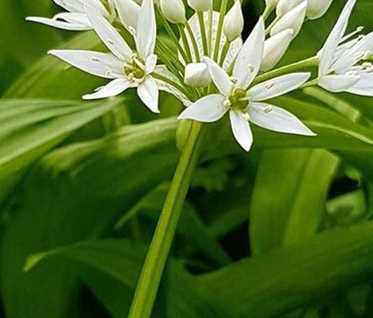 Preview of Discover Natural Mindfulness