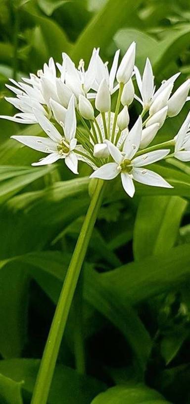 Preview of Discover Natural Mindfulness