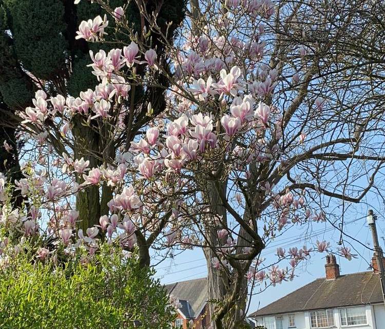 Preview of Shenfield - Merrymeade Country Park