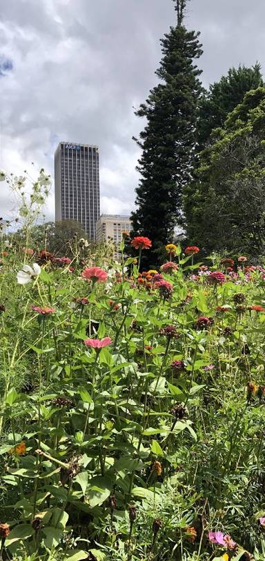 Preview of Plant heaven in Sydney