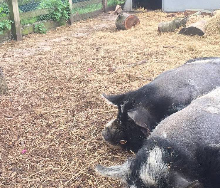 Preview of East London bagels & a city farm