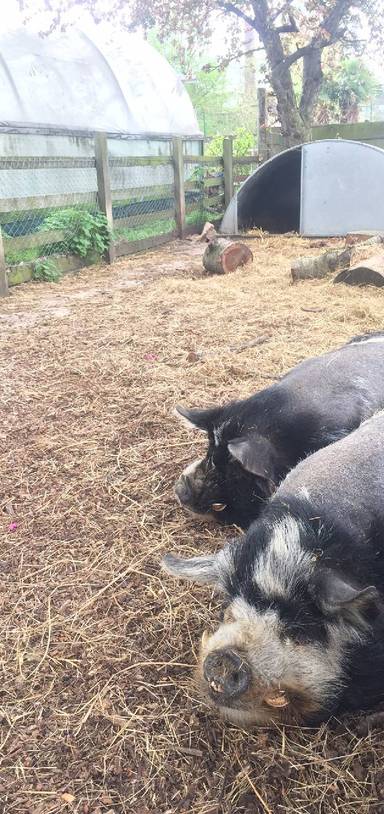 Preview of East London bagels & a city farm