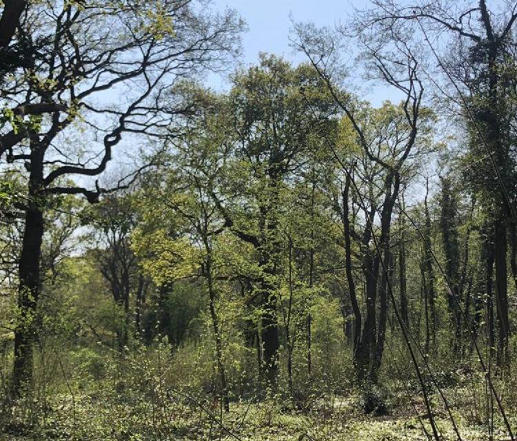 Preview of Woodland Wander & Shirley Heath