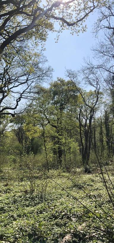 Preview of Woodland Wander & Shirley Heath