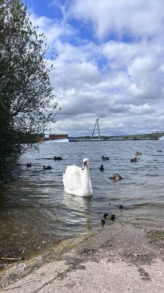 Preview of Chasewater Wander - Step Free