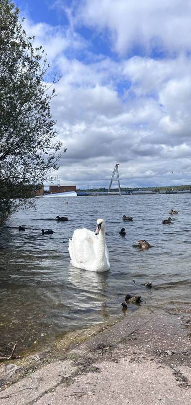 Preview of Chasewater Wander - Step Free