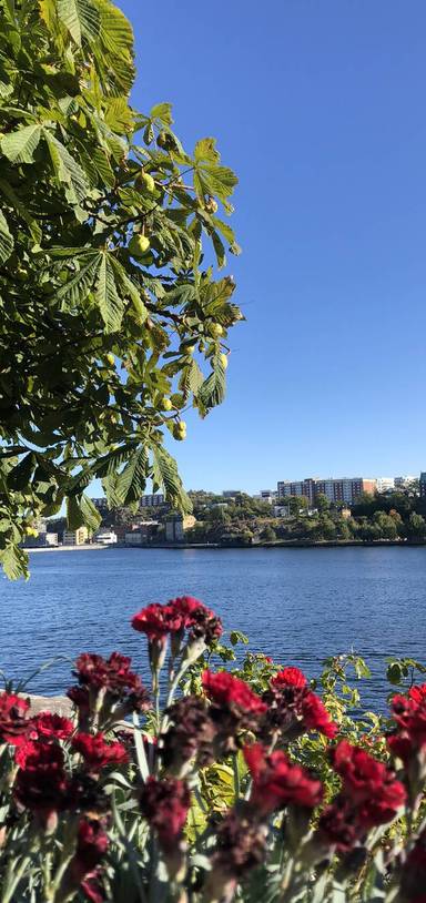 Preview of Upptäck centrala Stockholm 🌿