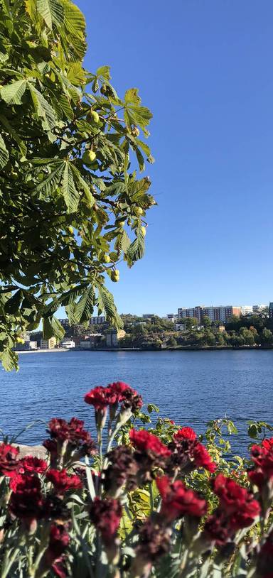 Preview of Upptäck centrala Stockholm 🌿 