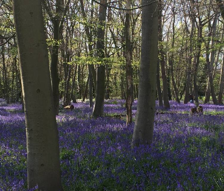 Preview of Wanstead wandering