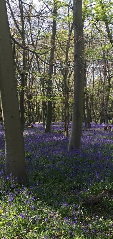 Preview of Wanstead wandering