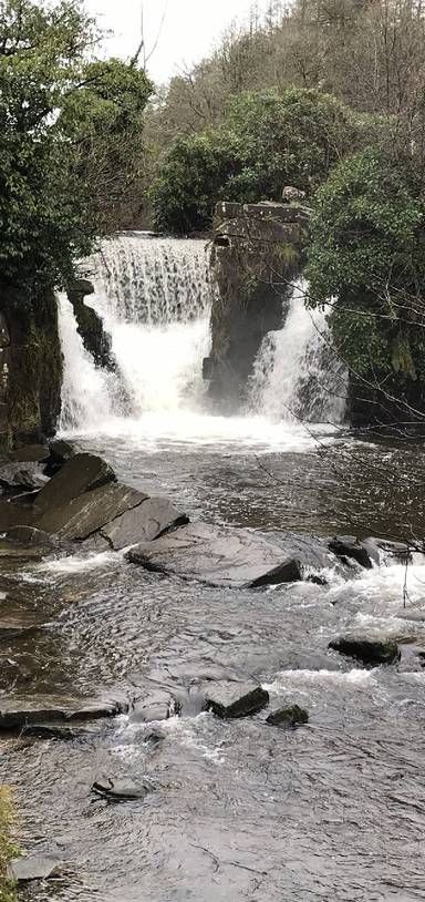 Preview of Penllergaer Woodland walk