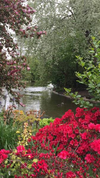 Preview of Around the pond at St. James's Park