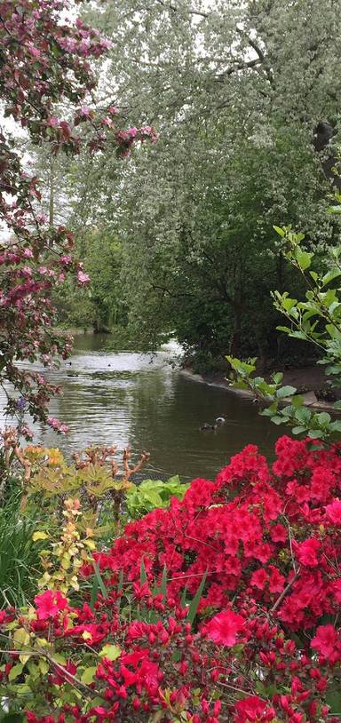 Preview of Around the pond at St. James's Park
