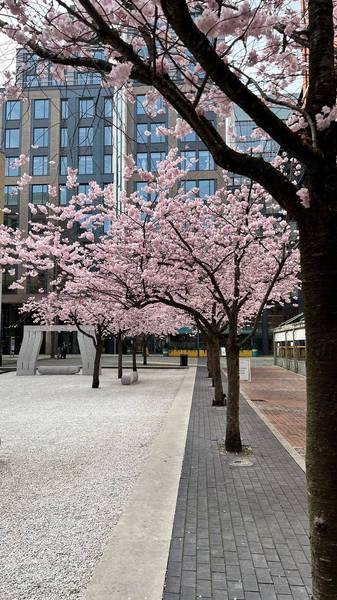 Preview of Brindley Place Blooming Trail