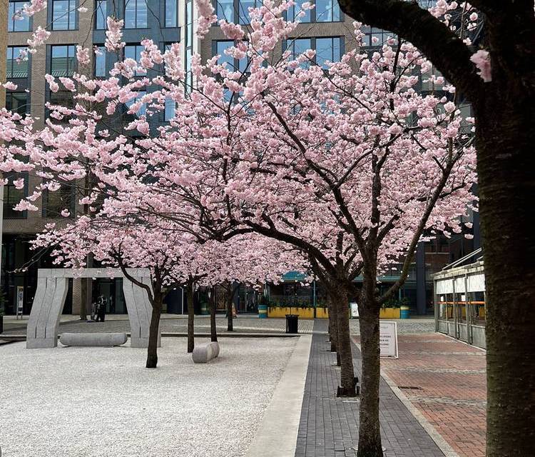 Preview of Brindley Place Blooming Trail