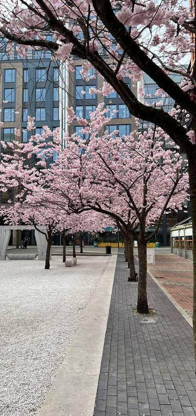 Preview of Brindley Place Blooming Trail