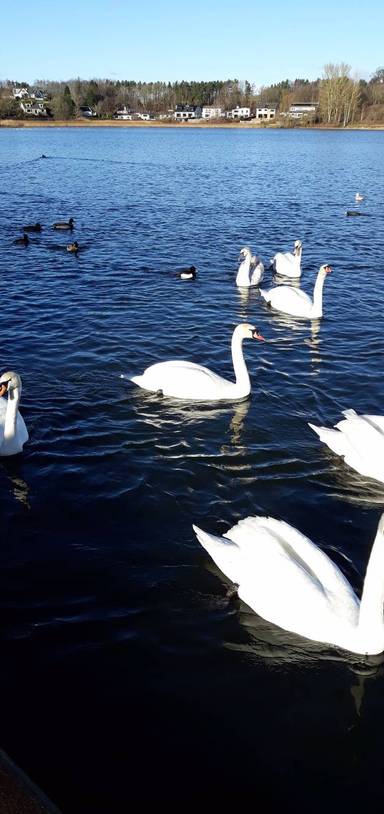 Preview of Loch and Peel Figure of 8