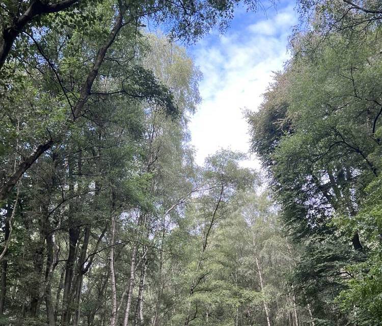Preview of The Epping Forest Zipcar Trail