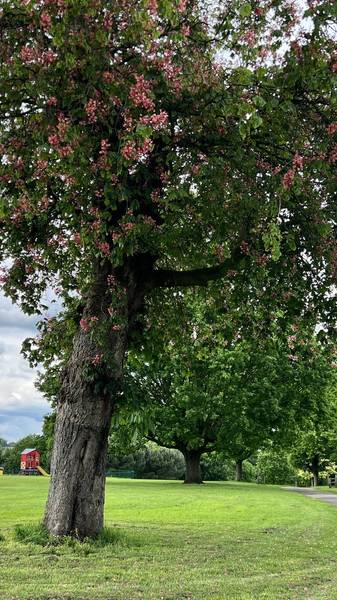 Preview of Nature Connection in Alexandra Park