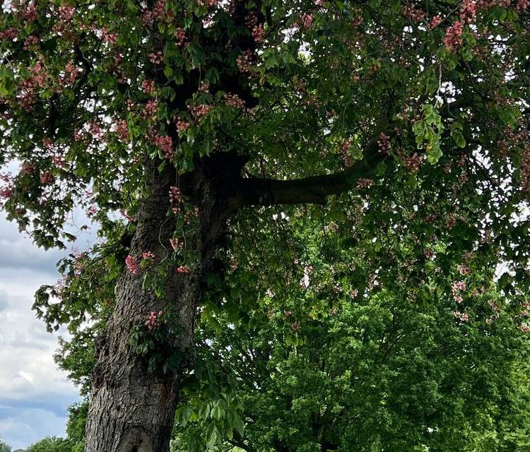 Preview of Nature Connection in Alexandra Park