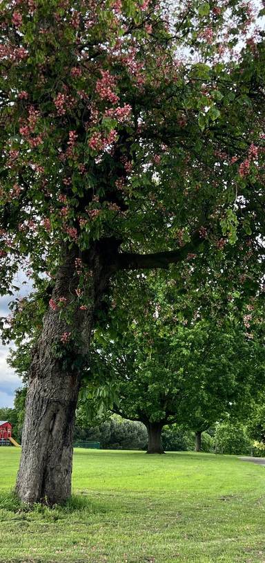 Preview of Nature Connection in Alexandra Park