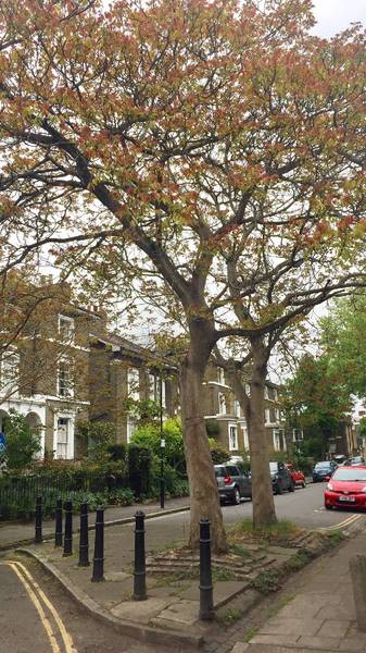 Preview of Street Trees of The Haggerston Hop