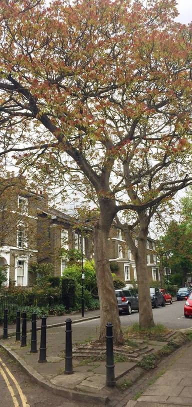 Preview of Street Trees of The Haggerston Hop