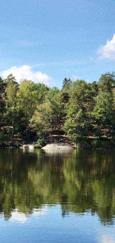 Preview of Saturday stroll in Judarskogen 🇸🇪☀️🌲