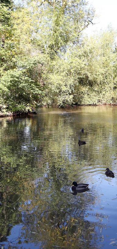 Preview of Bouskell Park Loop