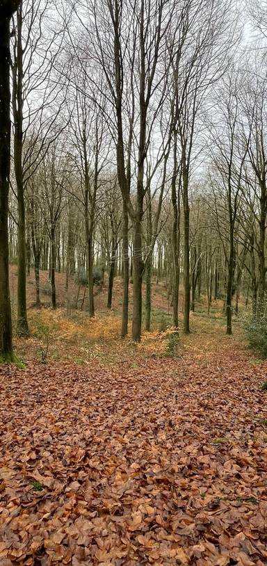 Preview of East Woodlands
