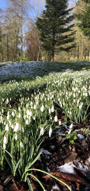 Preview of Snowdrops at Hopton Hall 