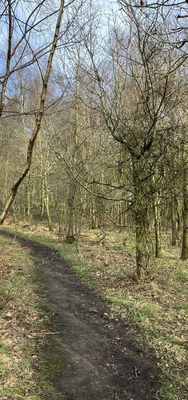 Preview of Weston Woods Winter Walk