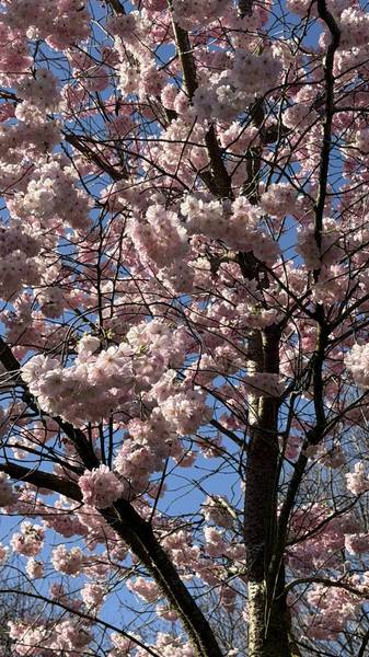 Preview of Olympic Park Blooming Trail